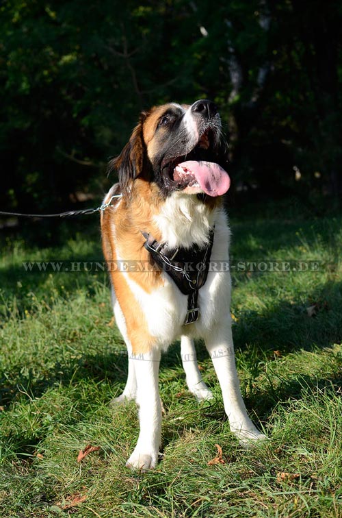 Hundegeschirr mit Handschlaufe und stilvoller Bemalung 