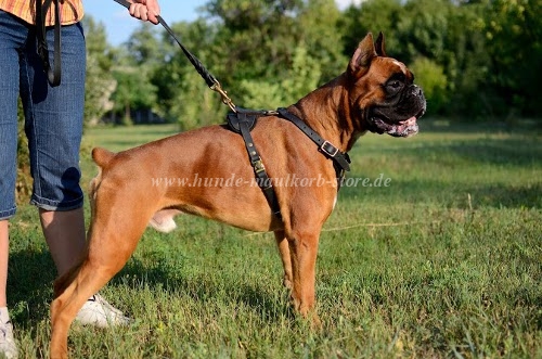 Leder Hundesportgeschirr Boxer für
Laufen