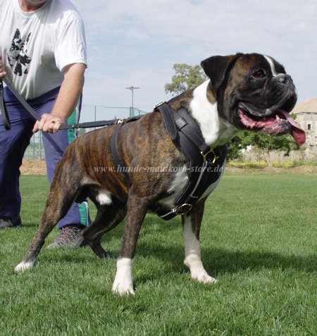 Leder Hundegeschirr Boxer für Bequemlichkeit