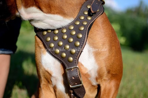 Boxer Ledergeschirr Hund