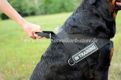 Dog
sport harness Rottweiler buy