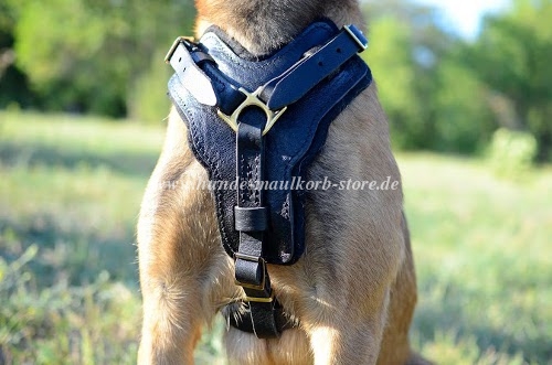 Bequemes Brustgeschirr für Malinois bestellen