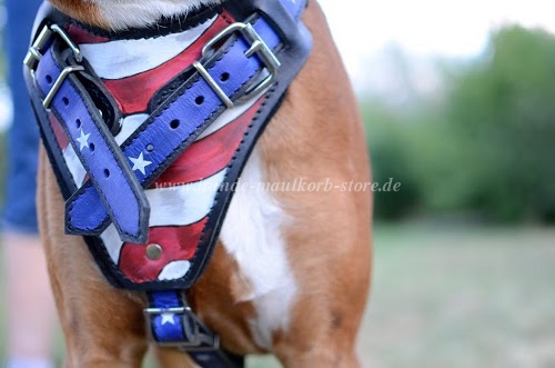 Boxer leather harness Painted by hand