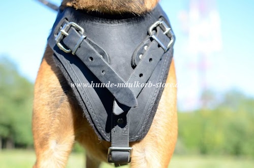 Ledergeschirr Malinois Hunde