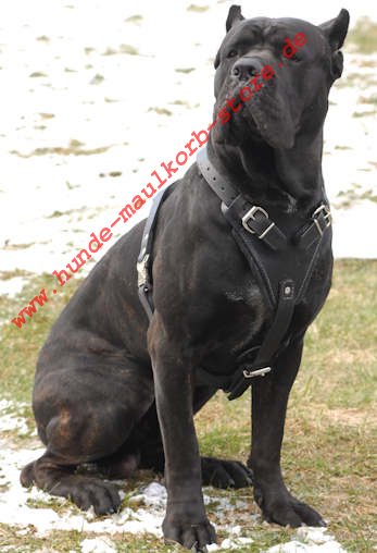 Leder Hundegeschirr Cane Corso für Bequemlichkeit