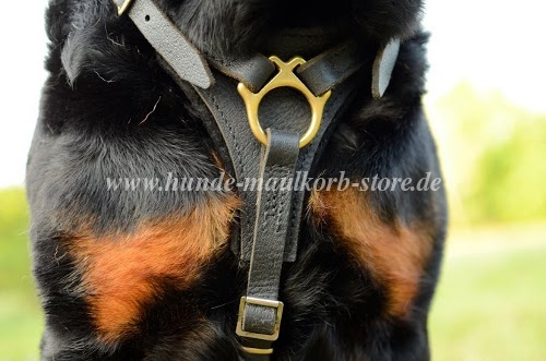 Herrliches Sportgeschirr für Rottweiler bestellen