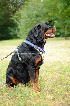 Handbemaltes Leder Hundegeschirr für Rottweiler