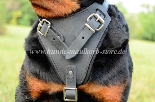 Solides Brustgeschirr für Rottweiler bestellen