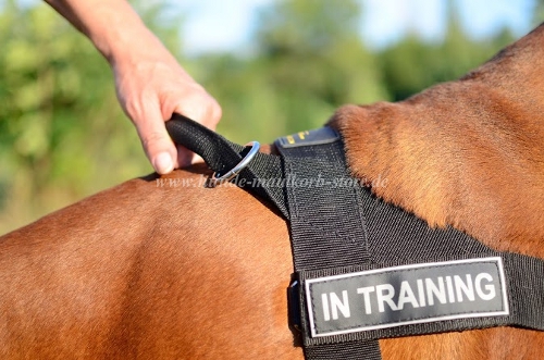 Hundesportgeschirr Boxer kaufen