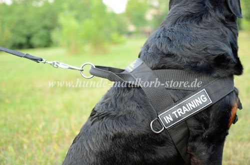 Rottweiler harness for any weather