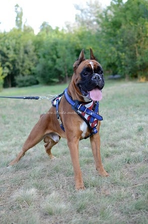 Exclusive leather dog harness for Boxer Training