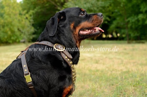 Genietetes Leder Geschirr für Rottweiler