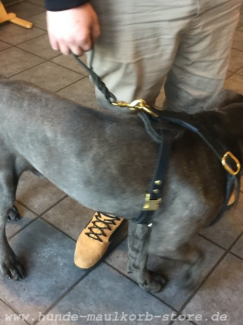 padded harness for Cane Corso