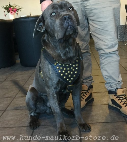 Leather harness with padding for Cane Corso