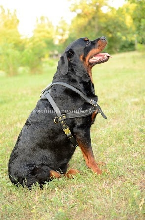 Solides Leder Zuggeschirr für Rottweiler