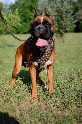 Perfektes Leder Hundegeschirr Boxer