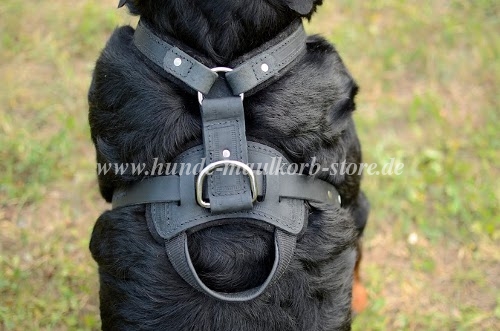 Hundefreundliches Rottweiler Geschirr bestellen