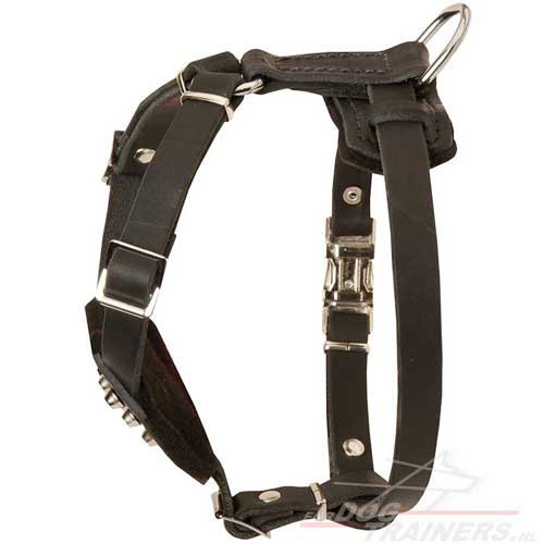 nice harness of leather H24