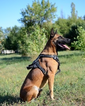 Leder Hundegeschirr Malinois für Bequemlichkeit