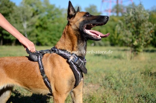 Exklusives Leder Hundegeschirr Malinois