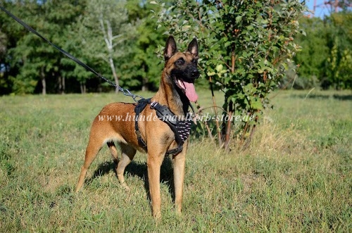 Malinois mit unserem Ledergeschirr 