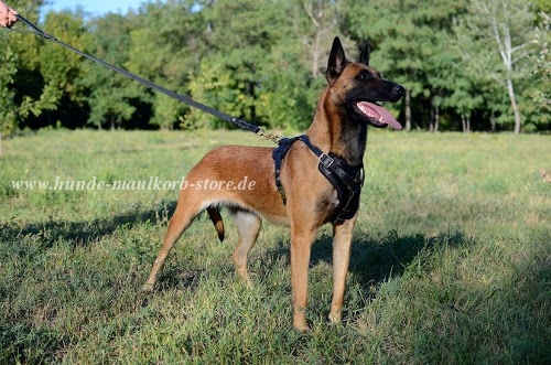 Solides Leder Hundegeschirr für Belgischen Schäferhund