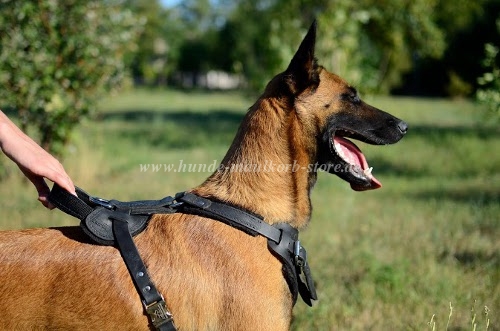 Leder Hundegeschirr Malinois für jeden Tag