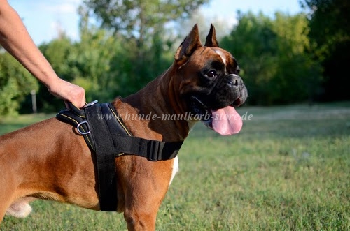 Universal Nylon Dog Harness for Boxer
training