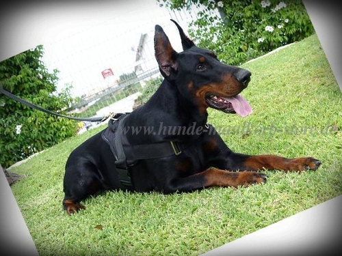 Universelles Nylon Hundegeschirr Dobermann für Training