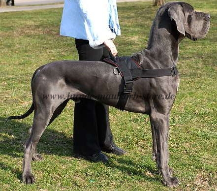 Nylongeschirr, Deutsche Dogge Geschirr für Training