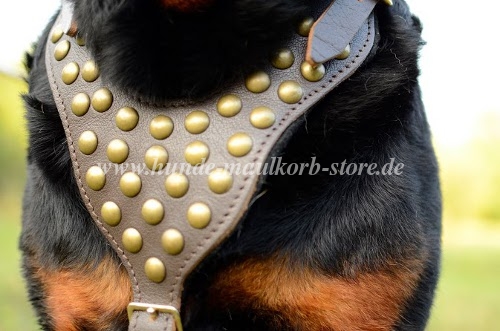 Herrliches Brustgeschirr für Rottweiler bestellen