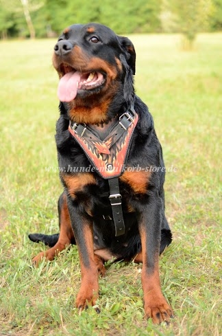 Rottweiler Geschirr bestellen