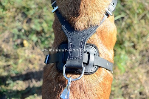 Harness Malinois for walking