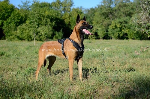 Sport Geschirr Malinois kaufen