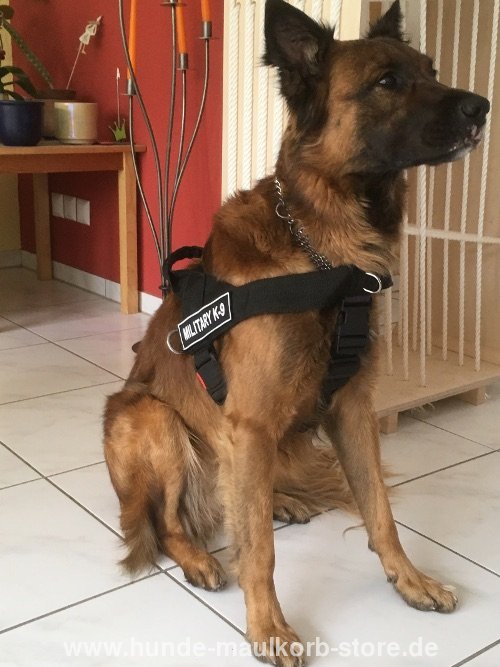 buy harness for tervuren