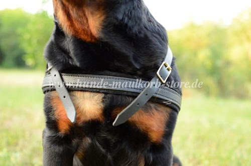 Solides Zuggeschirr für Rottweiler bestellen