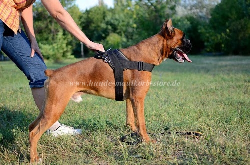 Boxer Nylon harness for dogs