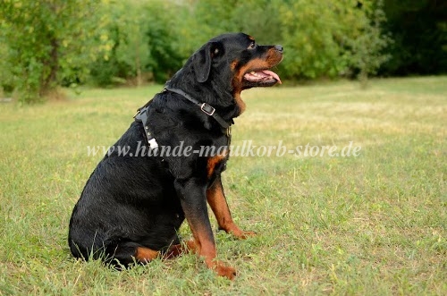 Leder Geschirr für Rottweiler Spaziergang