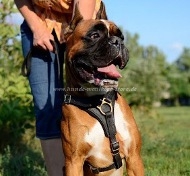 Boxer Harness for Walking | Tracking Harness of Oiled Leather