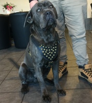 https://www.hunde-maulkorb-store.de/images/hundegeschirr-leder-cane-corso-nieten.jpg