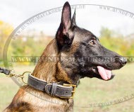 Padded Dog Collar for Malinois and X-Herder