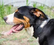 Leather Dog Collar for Swiss Mountain Dog with Name Tag