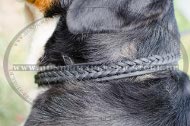 Dog Collar for Greater Swiss Mountain Dog with Braided Design