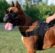 Boxer Geschirr aus Nylon | Bestseller K9 Hundegeschirr Nylon für Boxer - zum Schließen ins Bild klicken