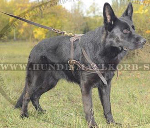 Deutscher Schäferhund Such- Zug- Lauf- Hundegeschirr aus Leder - zum Schließen ins Bild klicken