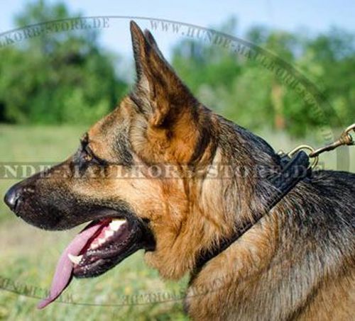 Deutscher Schäferhund ledernes Flechten Halsband - zum Schließen ins Bild klicken