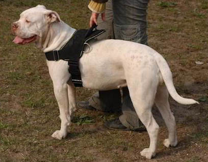 Allwetter-Hundegeschirr aus Nylon K9 für American Bulldog