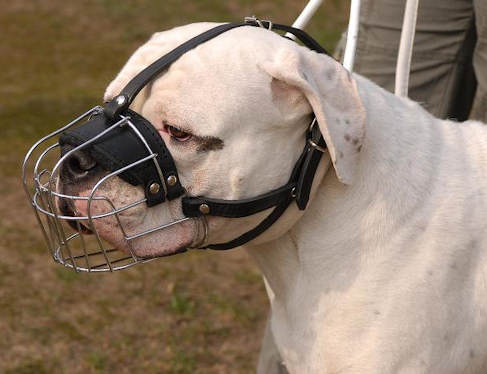 Amerikanische Bulldogge Maulkorb Draht - zum Schließen ins Bild klicken