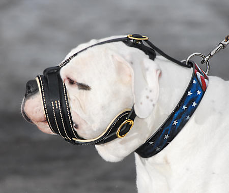 Best Royal Nappa Leather Dog Muzzle for American Bulldog
