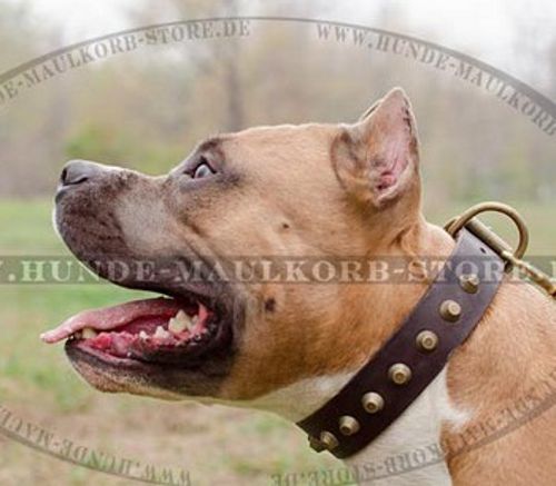 Designer Halsband aus Fettleder für Amstaff - zum Schließen ins Bild klicken